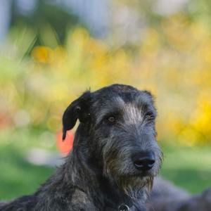 Meet your Posher, Guylaine